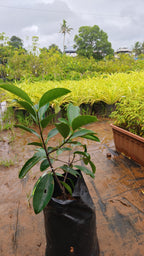 Kudam puli[HOME GROWN] 1FT