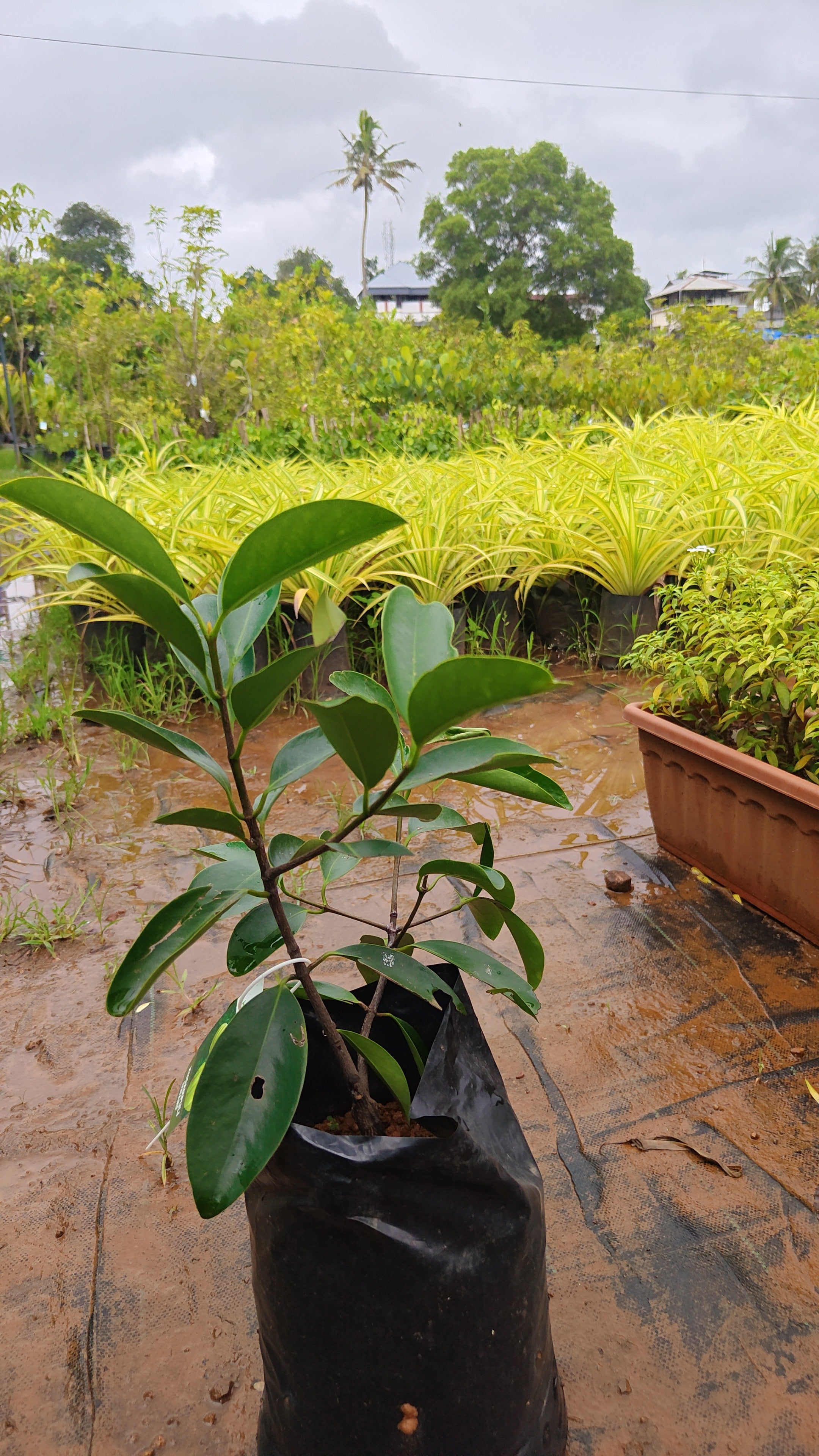 Kudam puli[HOME GROWN] 1FT