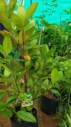 Grumy chamba[3FT]