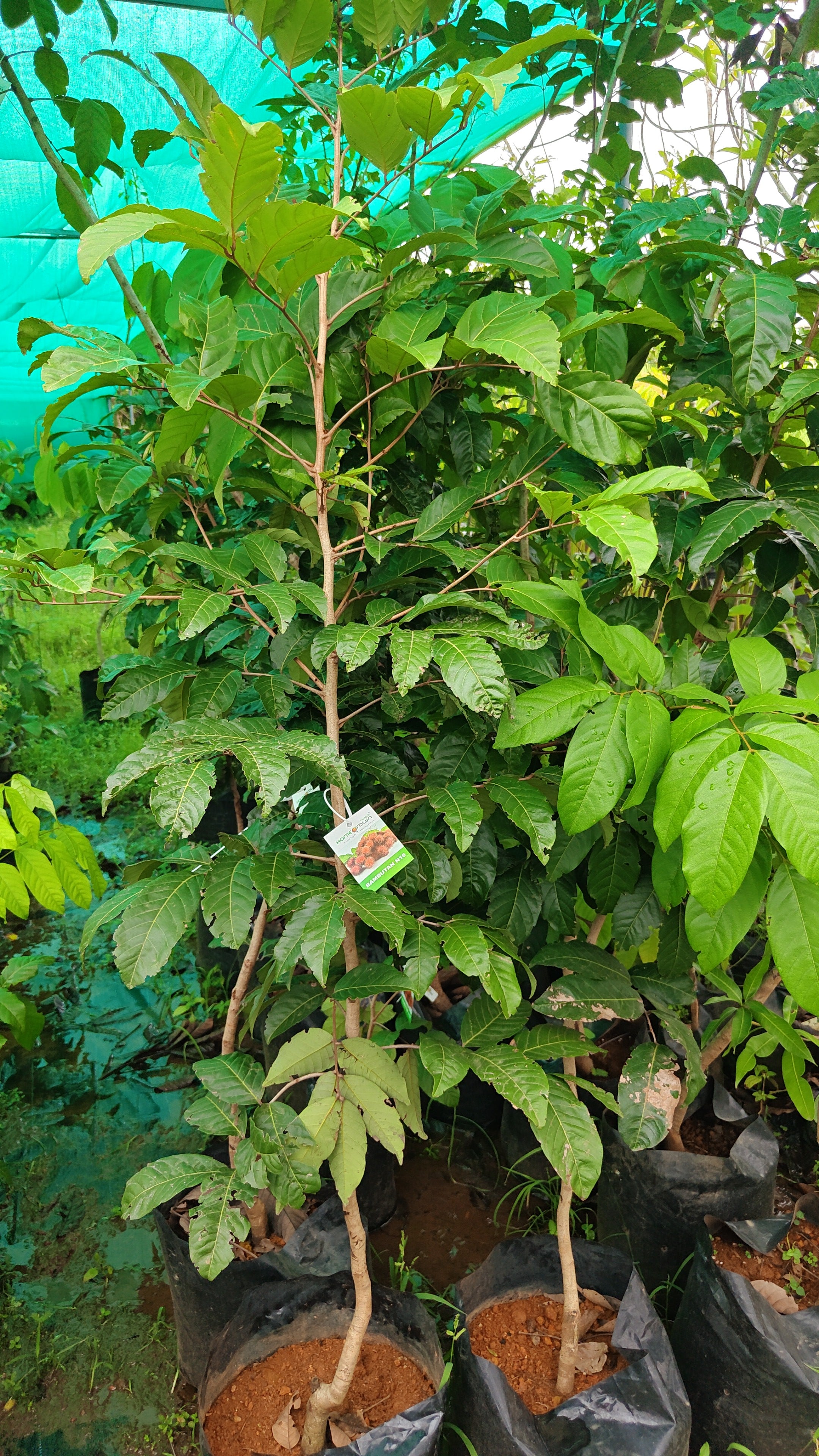 Rambutan N-18 [5ft]