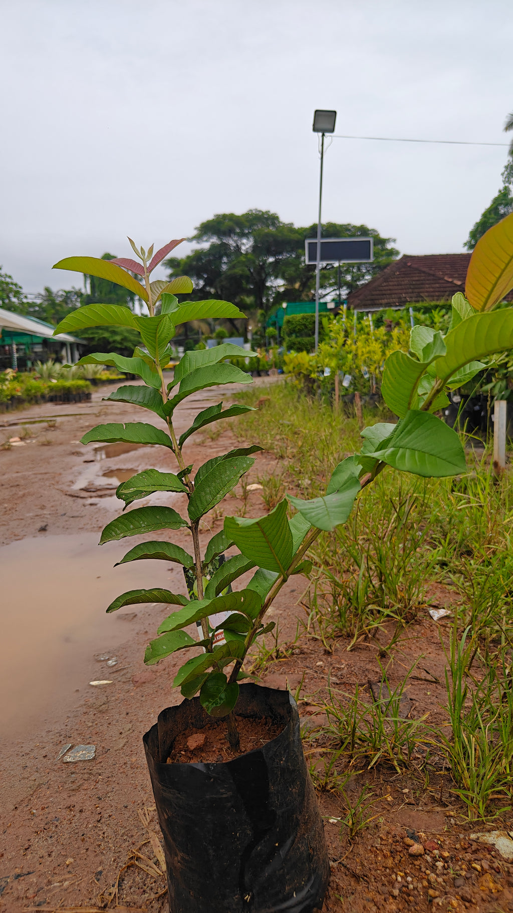ARKA KIRAN GUAVA [2FT]
