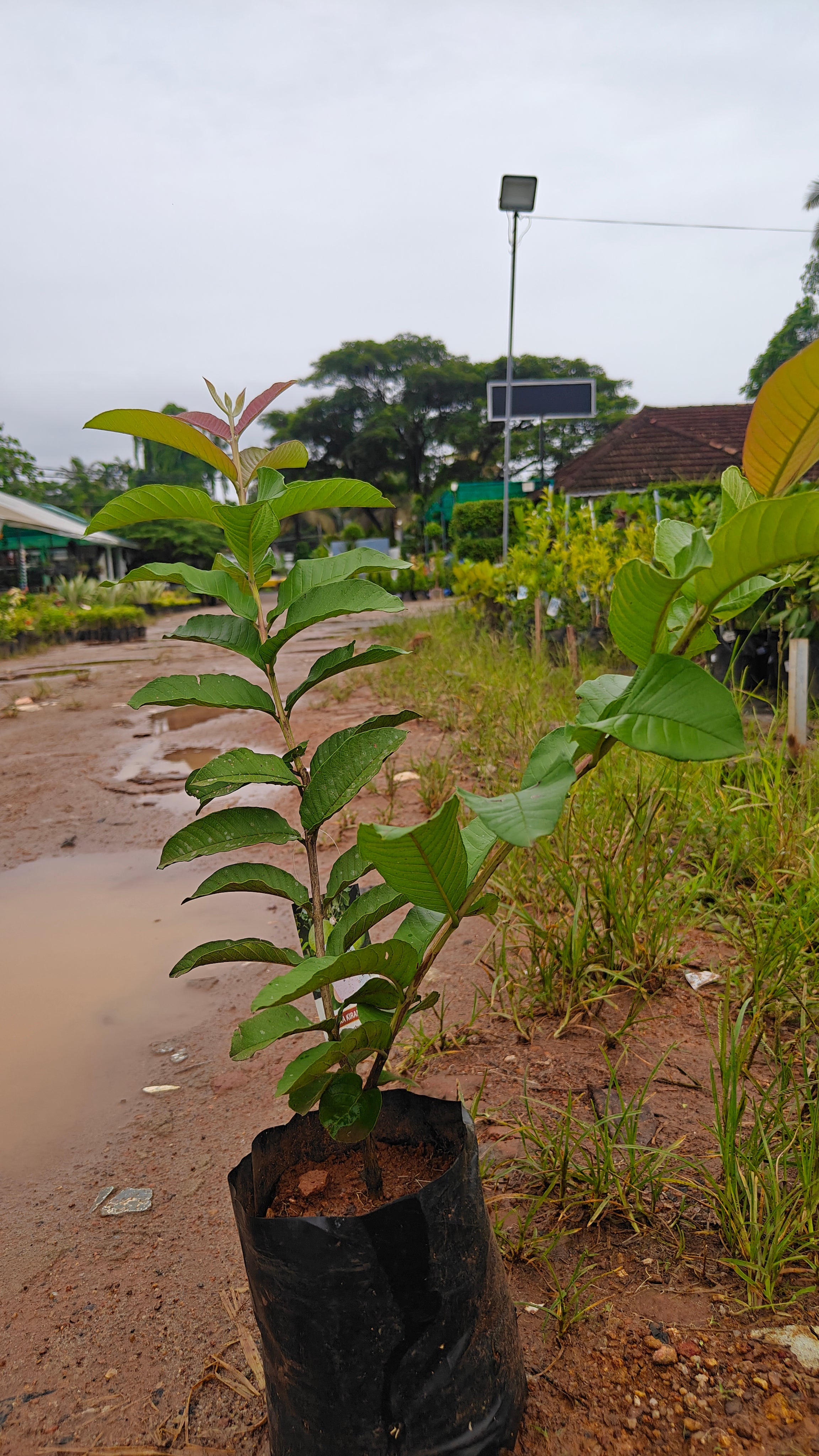 ARKA KIRAN GUAVA [2FT]
