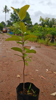 Munthiri guava [1.5ft]