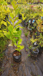 Ummer chamba[3.5ft]