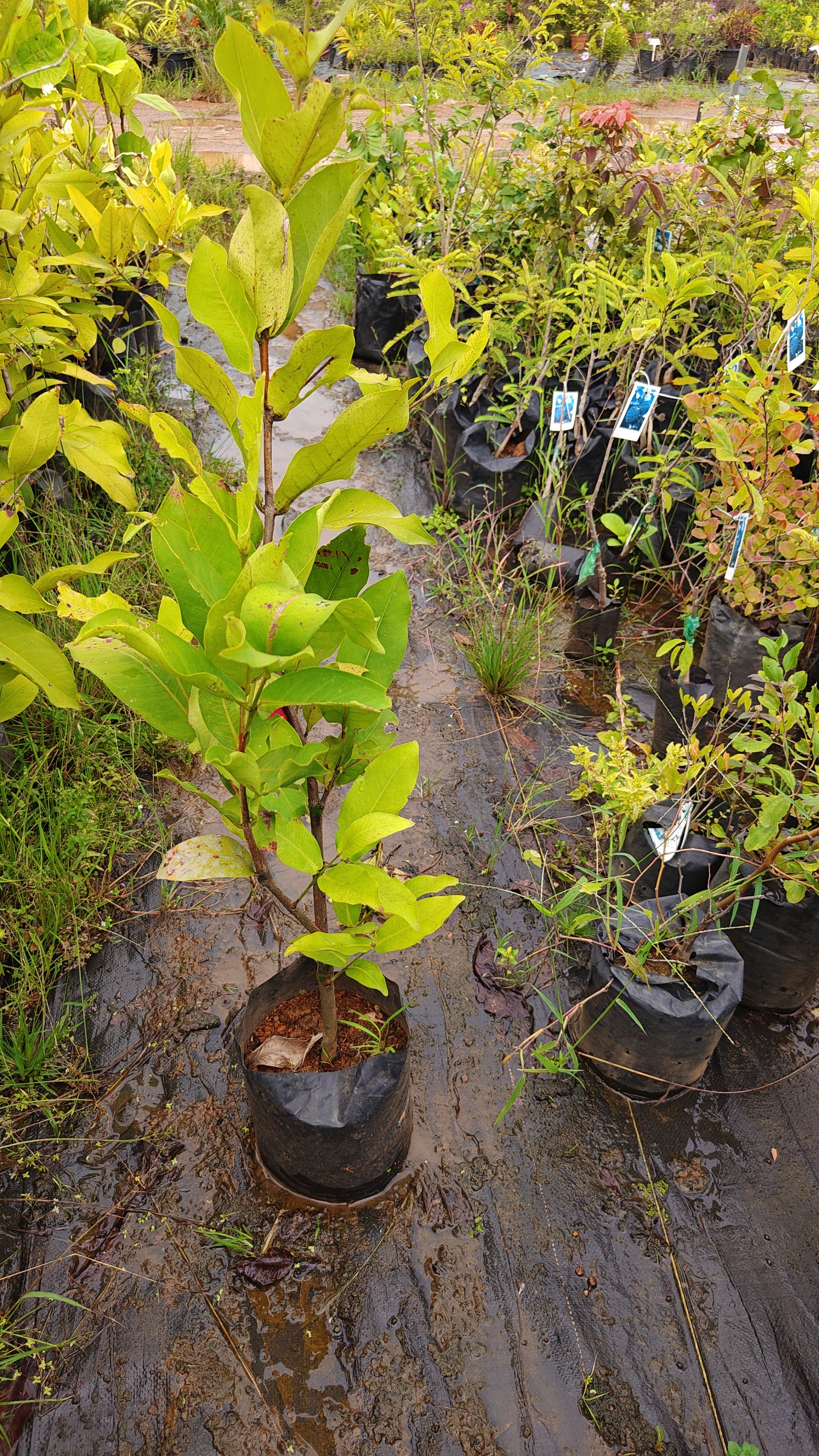 Ummer chamba[3.5ft]