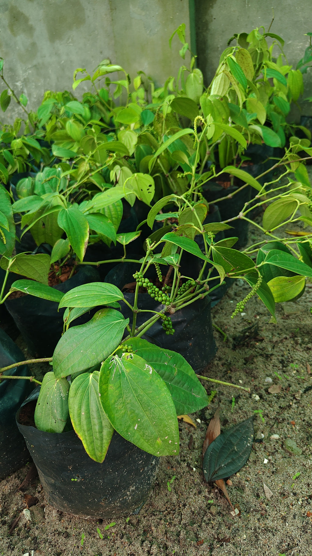 kutti kurumulak[1ft]