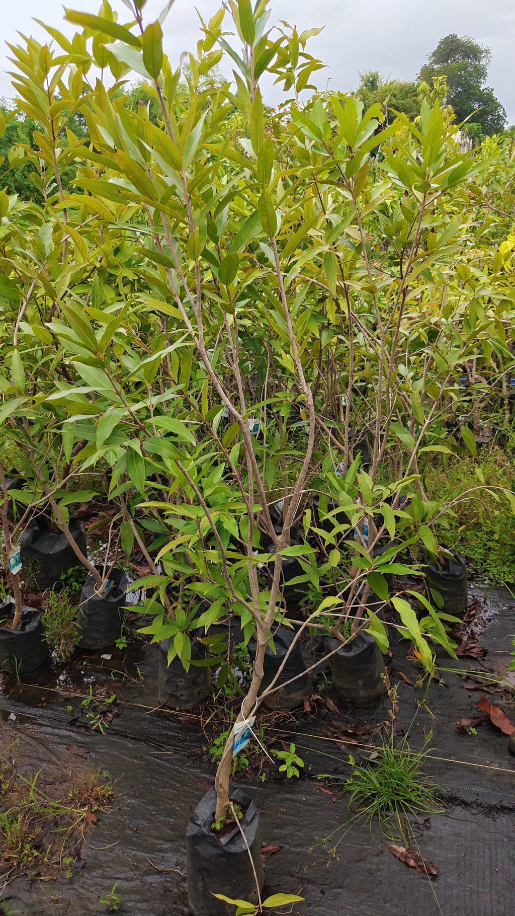 Paneer chamba[home grown]6ft