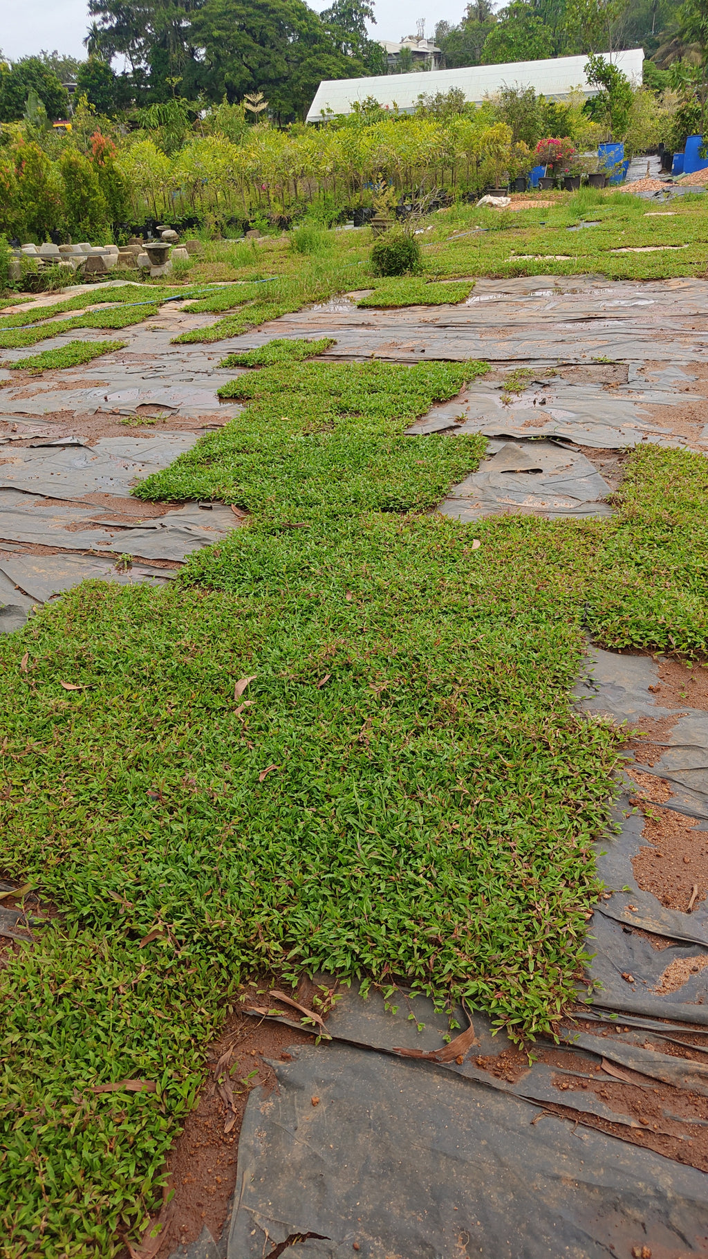 pearl grass[4sqft]