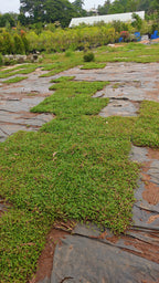 pearl grass[4sqft]