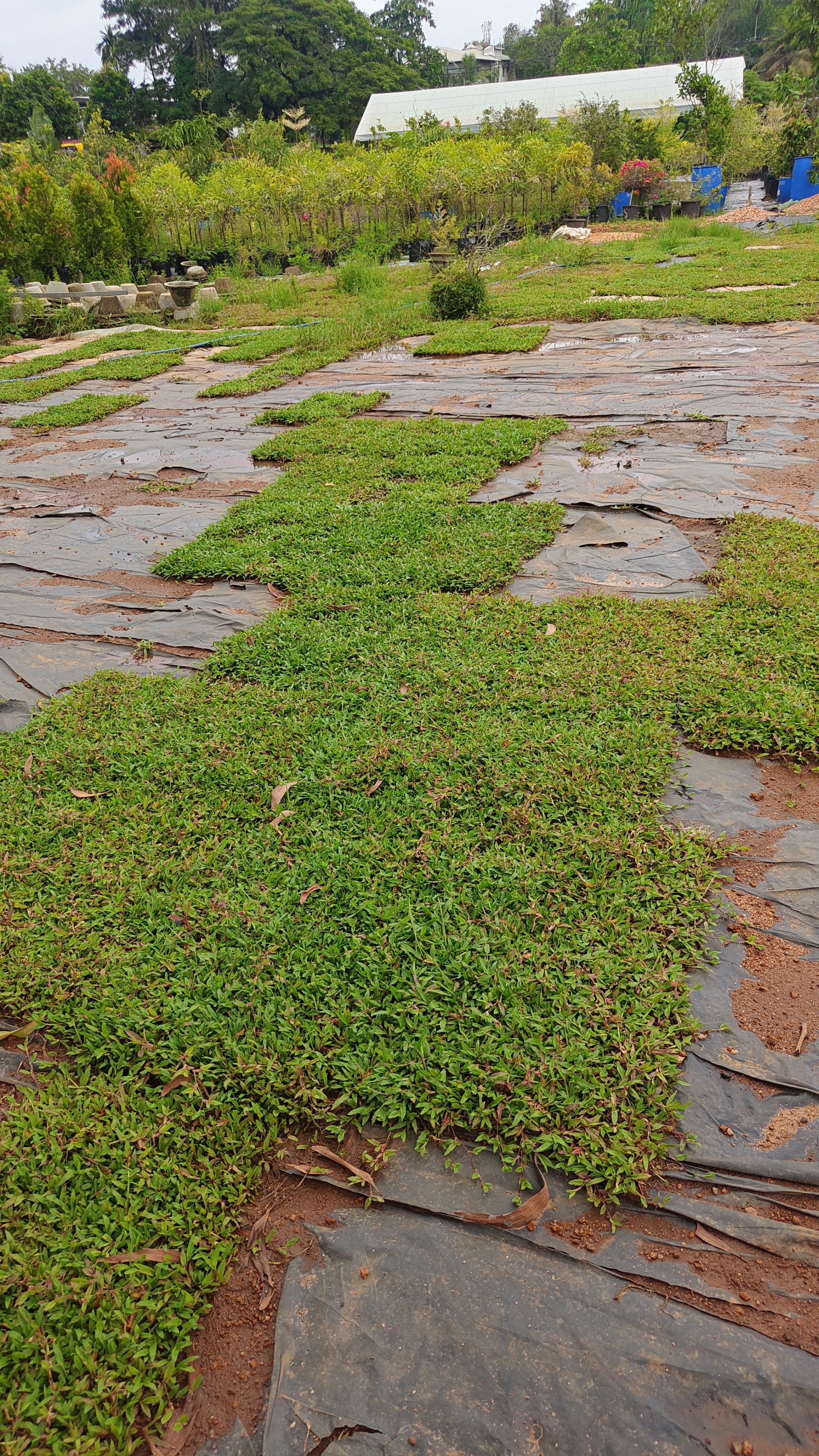 pearl grass[4sqft]
