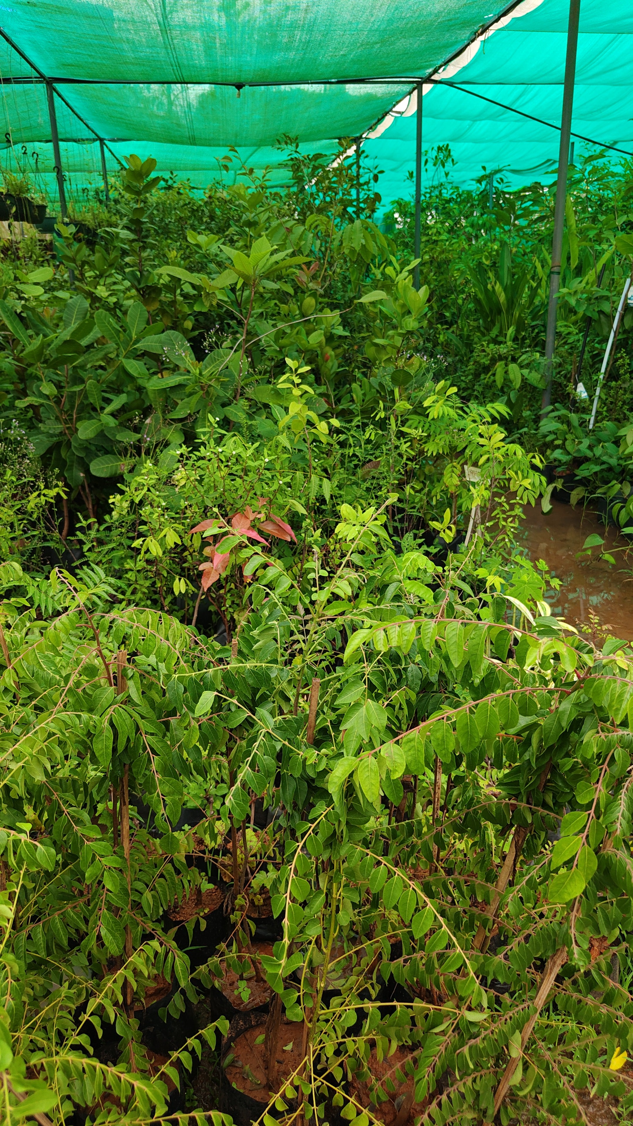 Curry leaf[3ft]