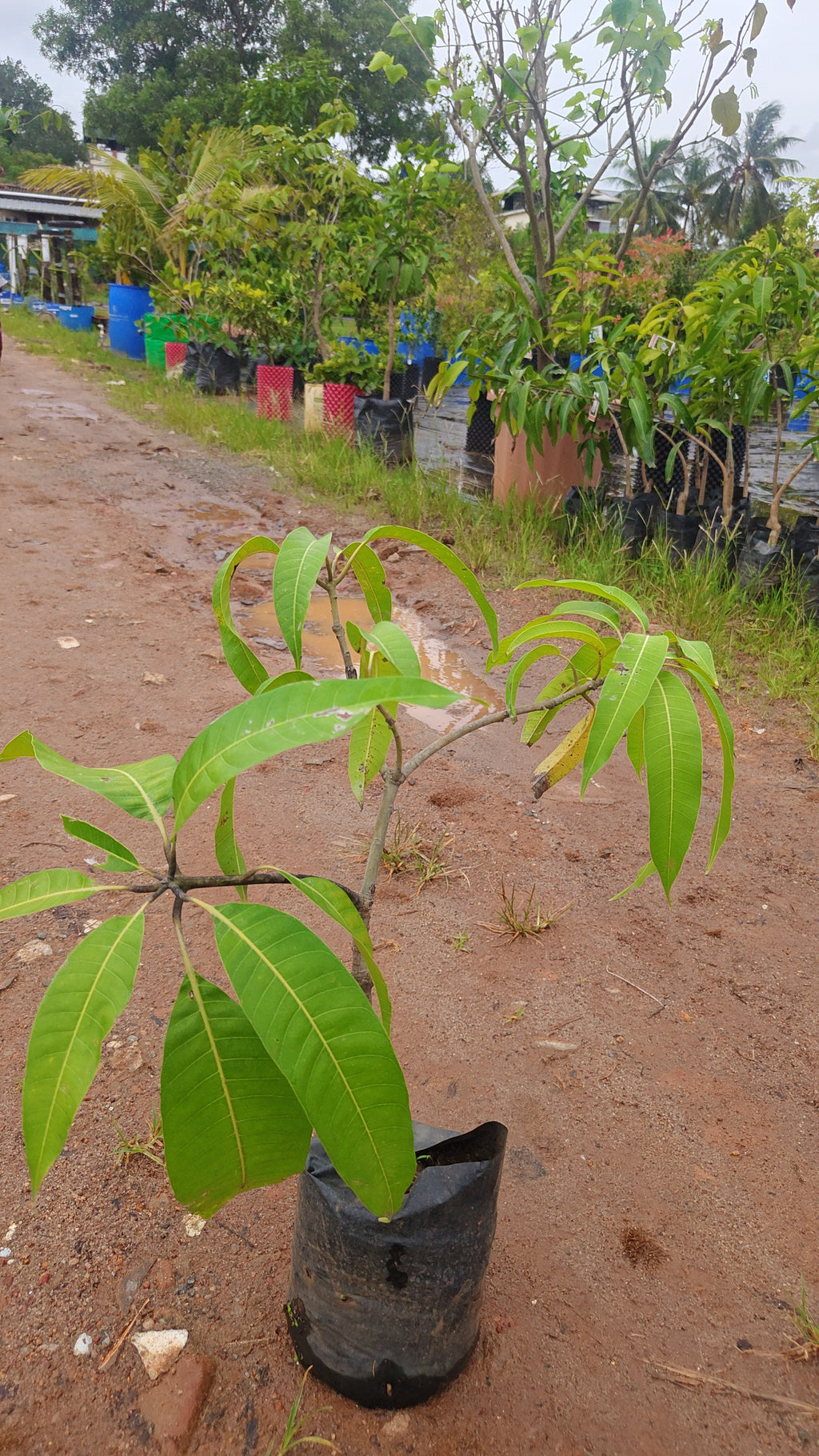 Alphonsa[1.5ft]