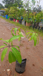 Alphonsa[1.5ft]