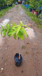 moovandan mango[2ft]