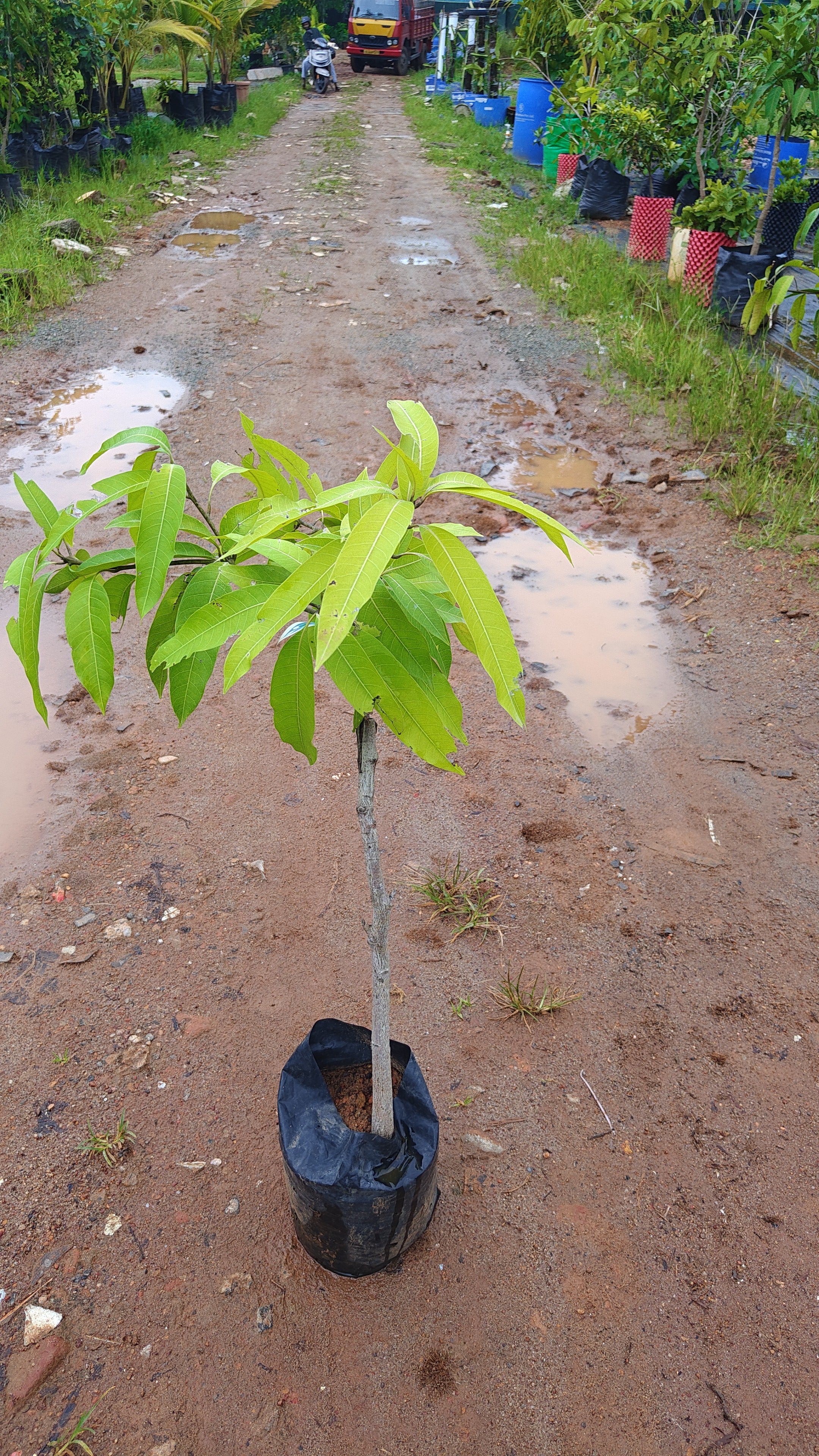 moovandan mango[2ft]