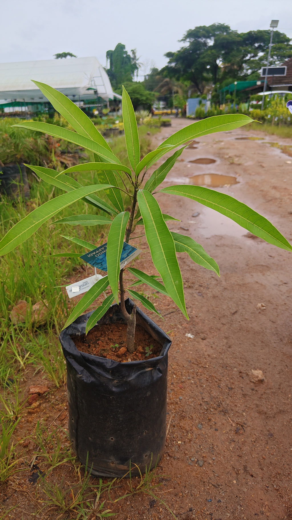 kalapaadi mango [home grown]1ft