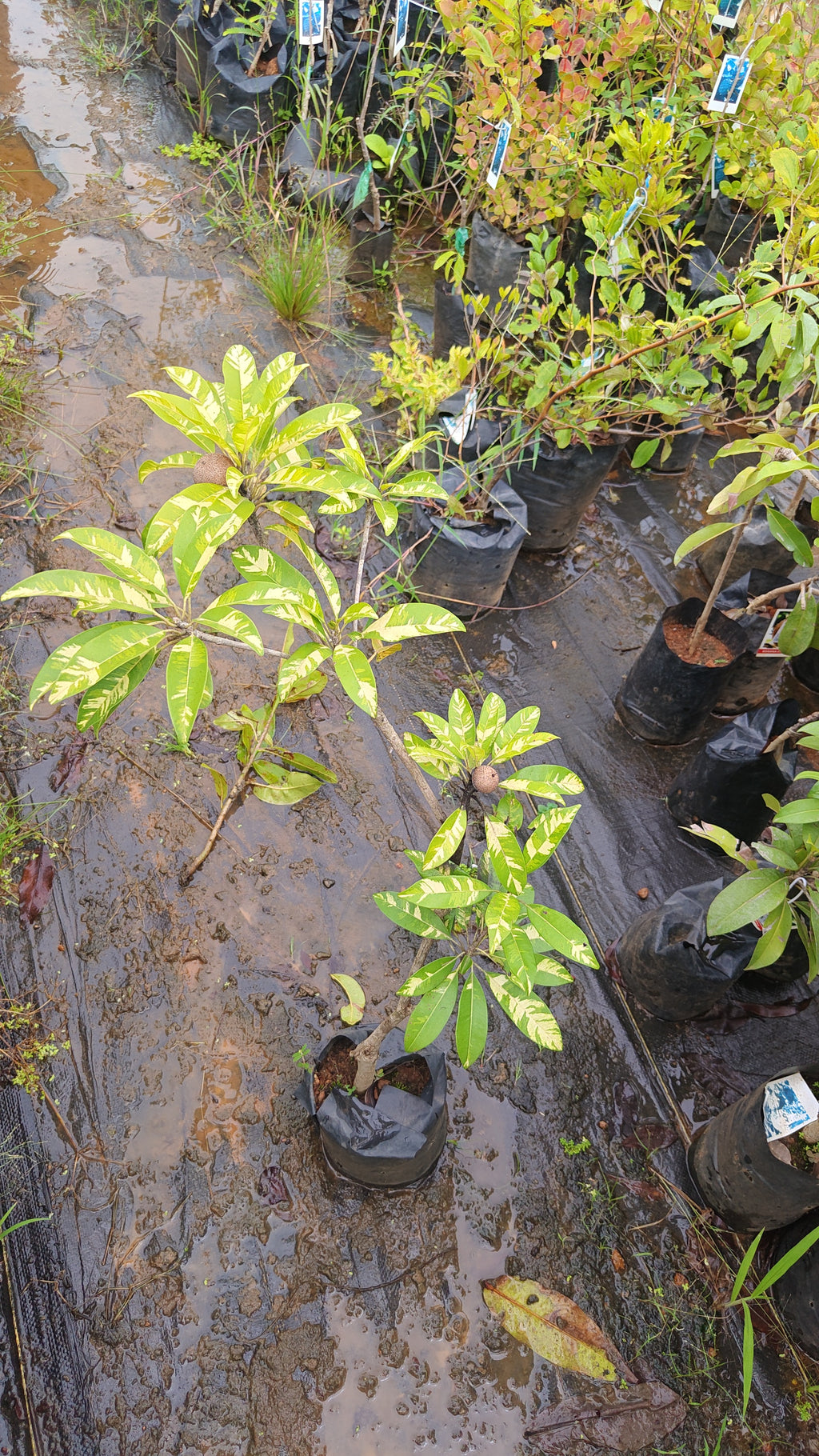 variegated sapota[1.5ft]