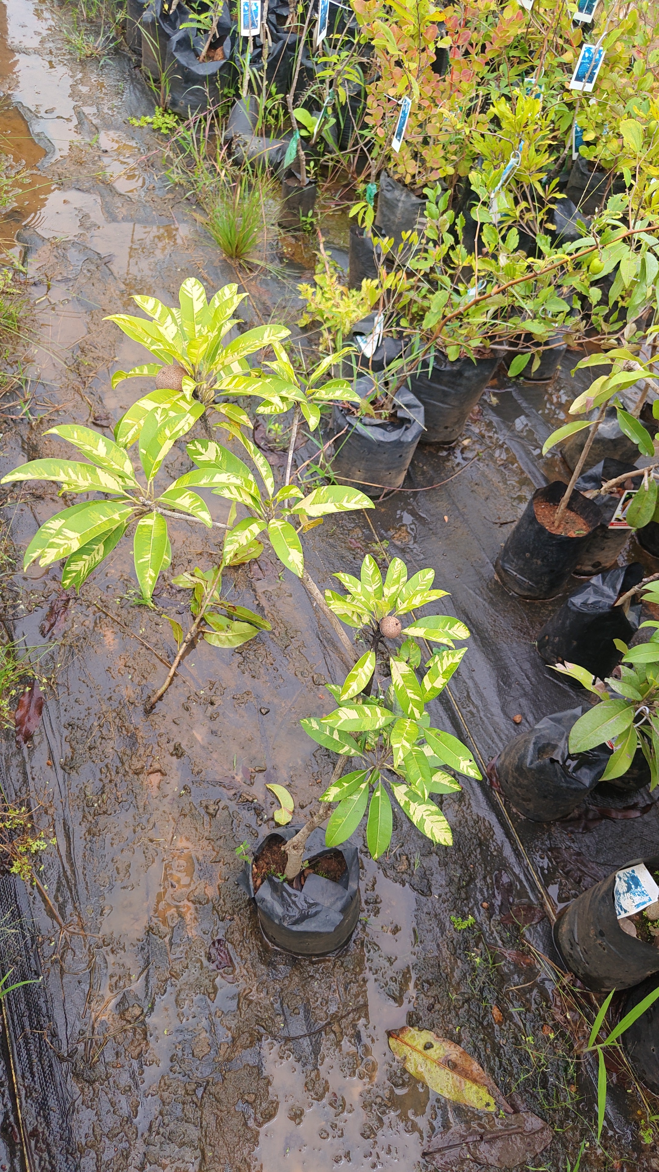 variegated sapota[1.5ft]